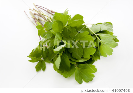 Longevity grass (Button bow fish) 41007408