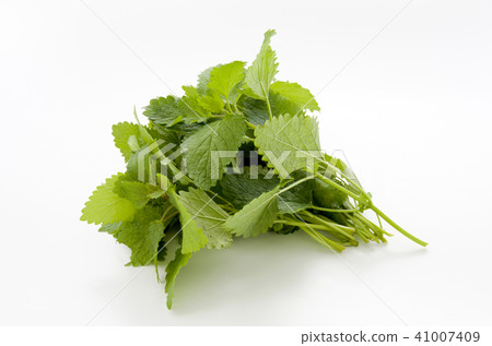 Lemon balm 41007409