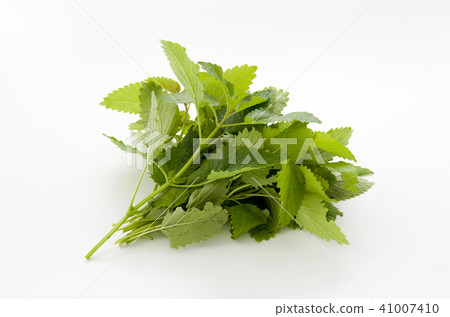 Lemon balm Lemon balm 41007410