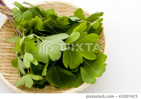 Longevity grass (Button bow fish) Longevity grass (Button bow fish) 41007425