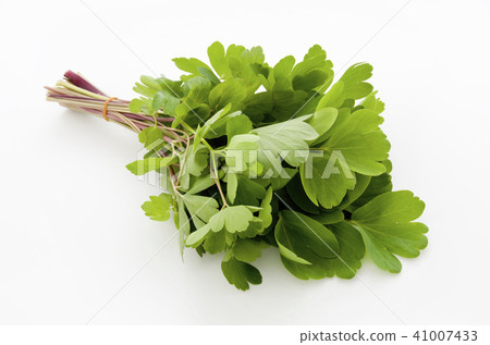 長壽草（鈕扣弓魚） 41007433