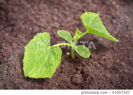 young cucumber seedlings in the ground 41007597
