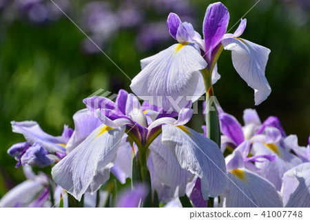 Iris Iris 41007748