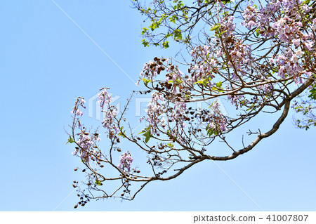 玫瑰花 玫瑰花 41007807