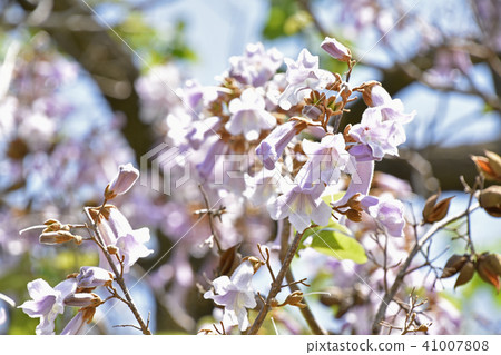 玫瑰花 玫瑰花 41007808