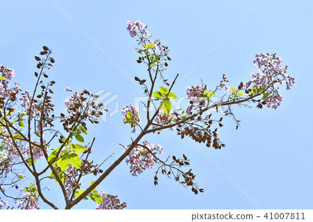玫瑰花 41007811