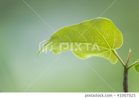 Bodhi Tree green leaf on the nature background Bodhi Tree green leaf on the nature background 41007825