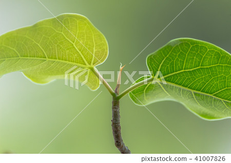 Bodhi Tree green leaf on the nature background Bodhi Tree green leaf on the nature background 41007826