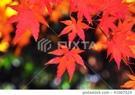 秋天圖像雞葉子上色了紅色 秋天圖像雞葉子上色了紅色 41007829