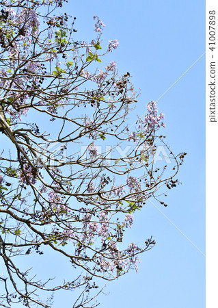 玫瑰花 玫瑰花 41007898