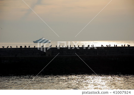 Silhouettes of seagulls at sunset 41007924