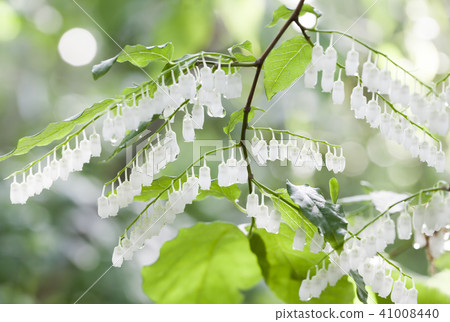 Scarlet flower 41008440