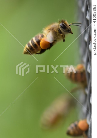 Japanese honey bee family, herd, communication, energy (material) pesticide neonicotinoid Japanese honey bee family, herd, communication, energy (material) pesticide neonicotinoid 41008863
