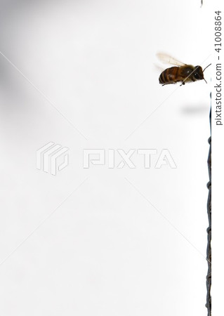 Japanese honey bee family, herd, communication, energy (material) pesticide neonicotinoid Japanese honey bee family, herd, communication, energy (material) pesticide neonicotinoid 41008864