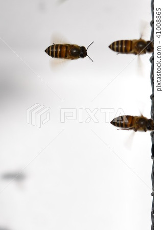 Japanese honey bee family, herd, communication, energy (material) pesticide neonicotinoid 41008865