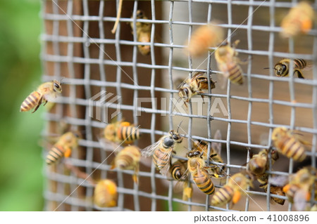 Japanese honeybee family, herd, pesticide neonicotinoid Japanese honeybee family, herd, pesticide neonicotinoid 41008896