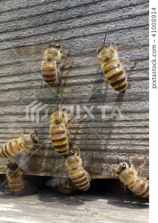Japanese honeybee family, herd, pesticide neonicotinoid 41008914