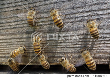 Japanese honey bee family, herd, pesticide neonicotinoid sdgs environmental problem sustainable 41008915