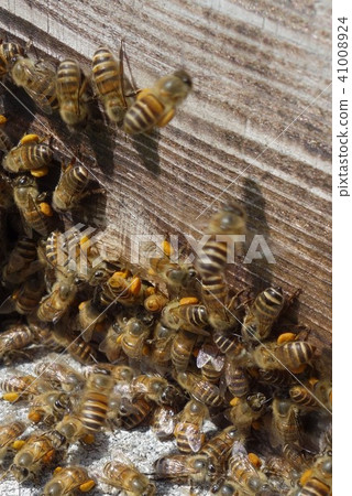 Japanese honey bee family, herd, pesticide neonicotinoid sdgs environmental problem sustainable Japanese honey bee family, herd, pesticide neonicotinoid sdgs environmental problem sustainable 41008924
