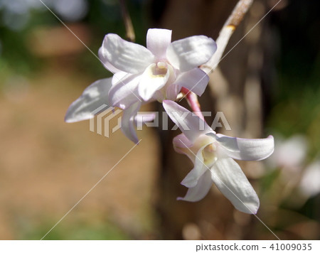 Sekkoku (rebirth run) Sekkoku (rebirth run) 41009035