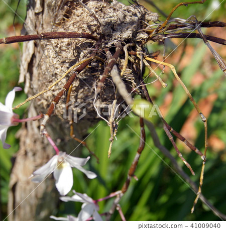 Sekkoku (rebirth run) Sekkoku (rebirth run) 41009040
