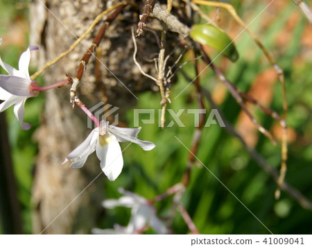 Sekkoku (rebirth run) 41009041