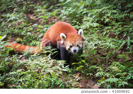 Red panda looking at camera in the forest - China 41009692
