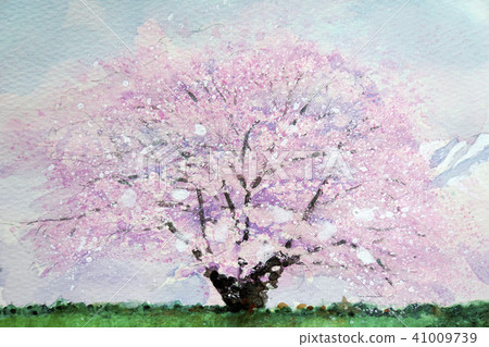 One cherry tree of Koiwai farm Koiwai farm 1 cherry tree 41009739
