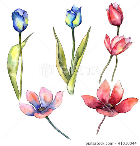 Colorful tulip. Floral botanical flower. Wild spring leaf wildflower isolated. Colorful tulip. Floral botanical flower. Wild spring leaf wildflower isolated. 41010044