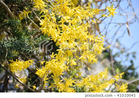 Yellow flower Yellow flower 41010045