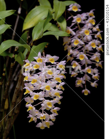 西部石斛（thyrsiflorum×bronckartii）的圖片 41010154