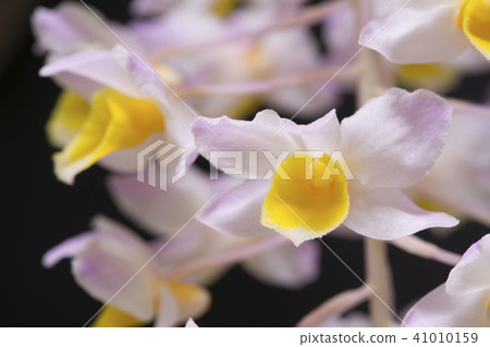 Picture of Western run Dendrobium (thyrsiflorum × bronckartii) Picture of Western run Dendrobium (thyrsiflorum × bronckartii) 41010159