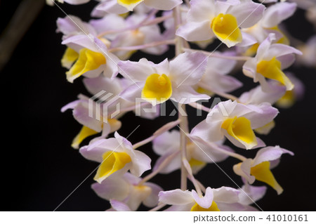 Picture of Western run Dendrobium (thyrsiflorum × bronckartii) Picture of Western run Dendrobium (thyrsiflorum × bronckartii) 41010161