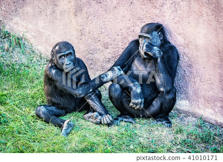 Young Western lowland gorilla -mother with cub Young Western lowland gorilla -mother with cub 41010171