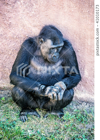 Western lowland gorilla is posing Western lowland gorilla is posing 41010173