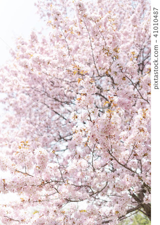 Ezo yamazakura in full bloom (high key) Ezo yamazakura in full bloom (high key) 41010487