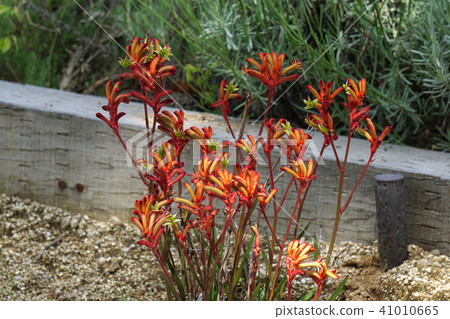 Kangaroo Poo 41010665