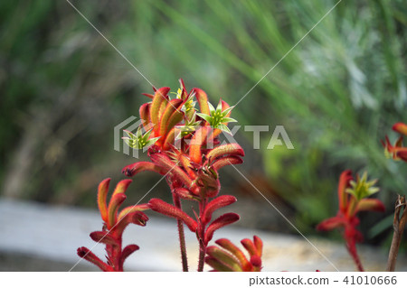 Kangaroo Poo 41010666