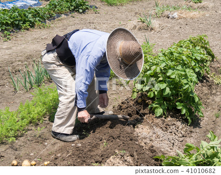 Harvesting of potatoes Harvesting of potatoes 41010682
