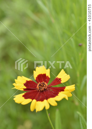 平原波斯菊 平原波斯菊 41010755