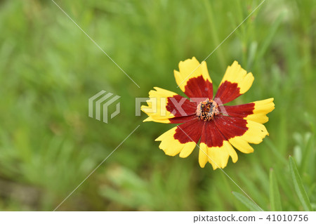 平原波斯菊 41010756