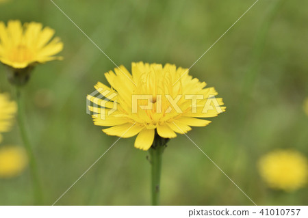 貓耳菊 貓耳菊 41010757