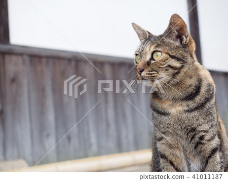 一隻貓 41011187