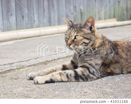 一隻貓 41011188