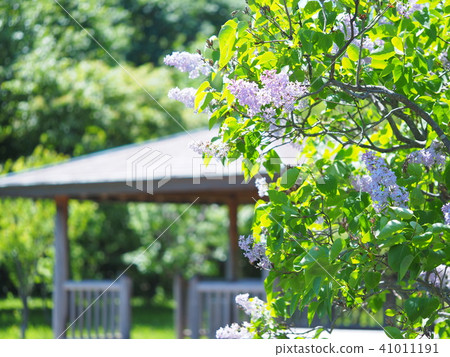 樹屋和丁香樹 樹屋和丁香樹 41011191