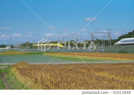 Doctor Yellow of Wheat Fall 41011646