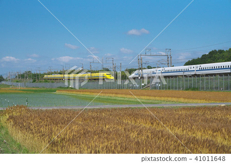 Doctor Yellow of Wheat Fall 41011648