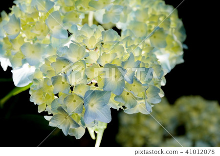 hydrangea   41012078