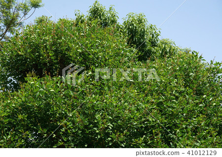 美國deigo一棵大樹與芽的 美國deigo一棵大樹與芽的 41012129