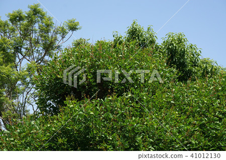 美國deigo一棵大樹與芽的 41012130